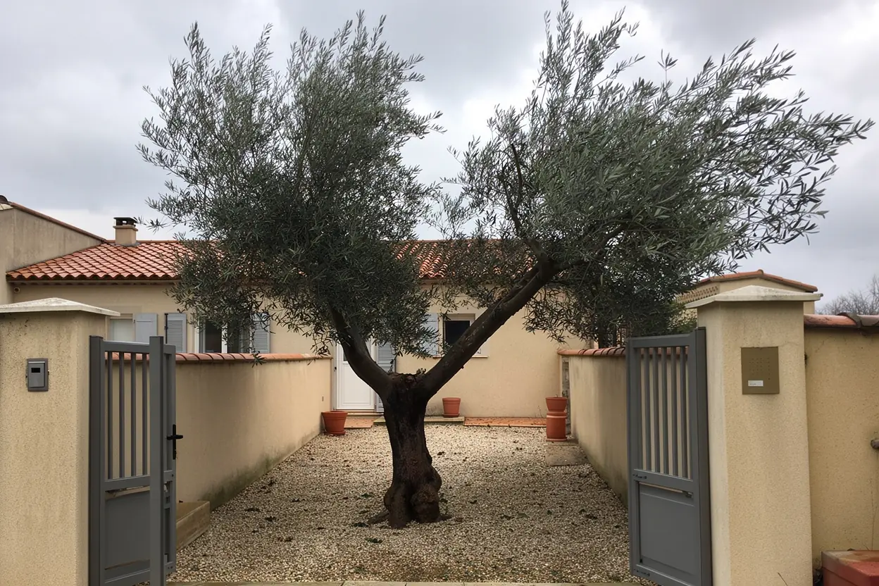 Allée sécurisée après coupe urgente à Cazouls-lès-Béziers